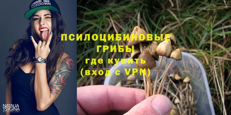 Псилоцибиновые грибы Cubensis  Губкин 